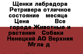 Щенки лабрадора Ретривера отличное состояние 2 месяца › Цена ­ 30 000 - Все города Животные и растения » Собаки   . Ненецкий АО,Верхняя Мгла д.